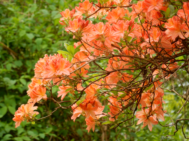 Dream Part 1 orange blossom tree DSCN6035 Dream Part 1 orange blossom tree DSCN6035