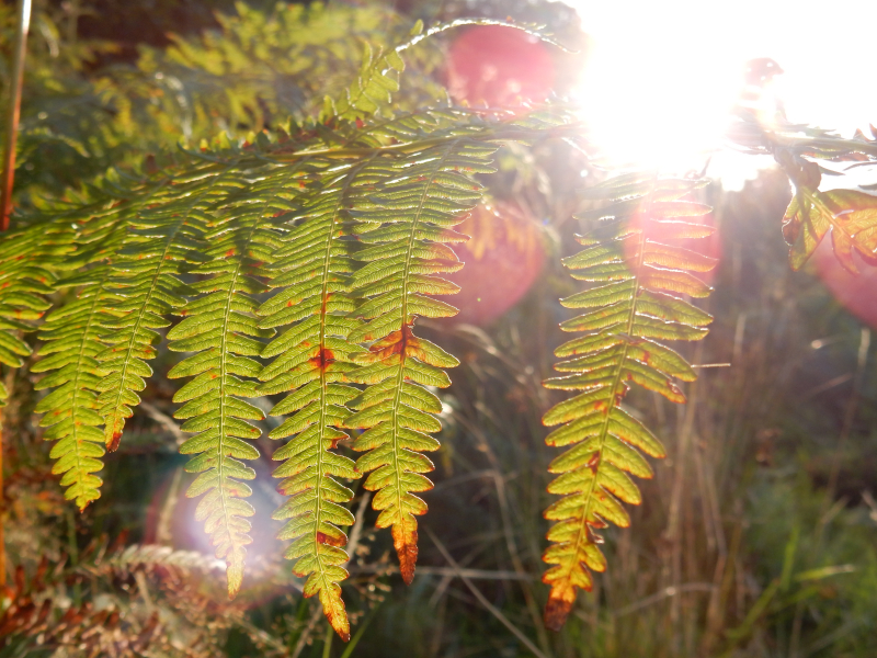 Dream Part 1 fern at deer park dunster DSCN8346 Dream Part 1 fern at deer park dunster DSCN8346