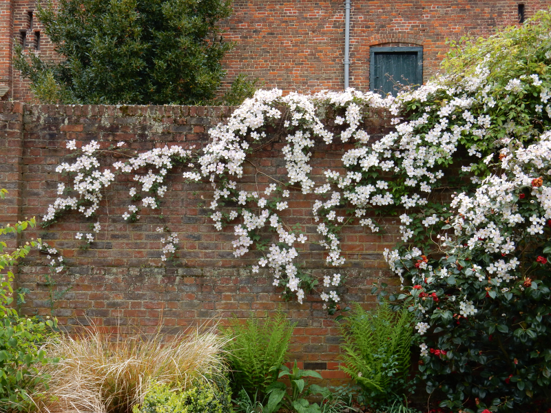 Dream Part 1 wall blossom at osterley DSCN6437 Dream Part 1 wall blossom at osterley DSCN6437