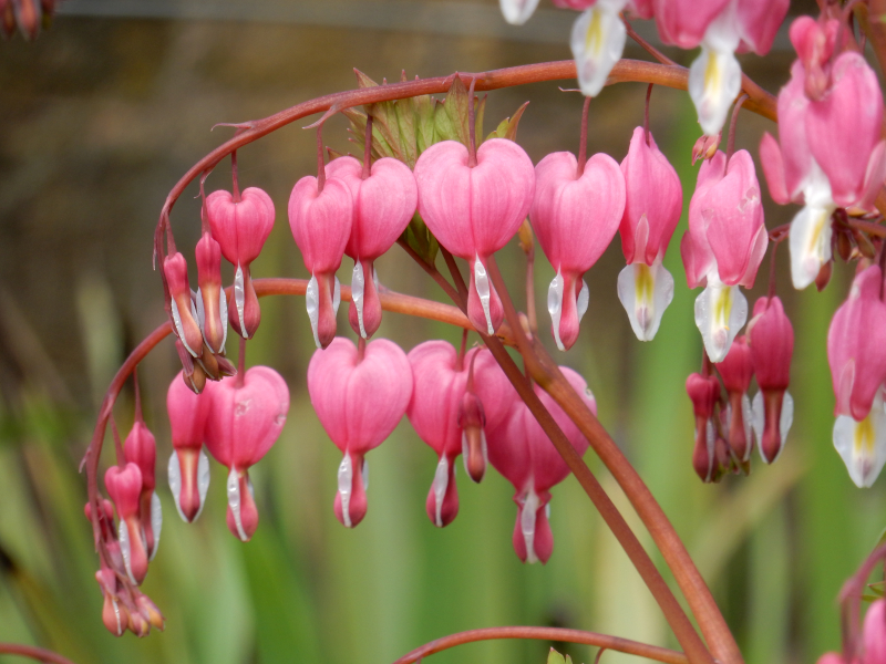 Dream Part 1 Dicentra Spectabilis Dream Part 1 Dicentra Spectabilis