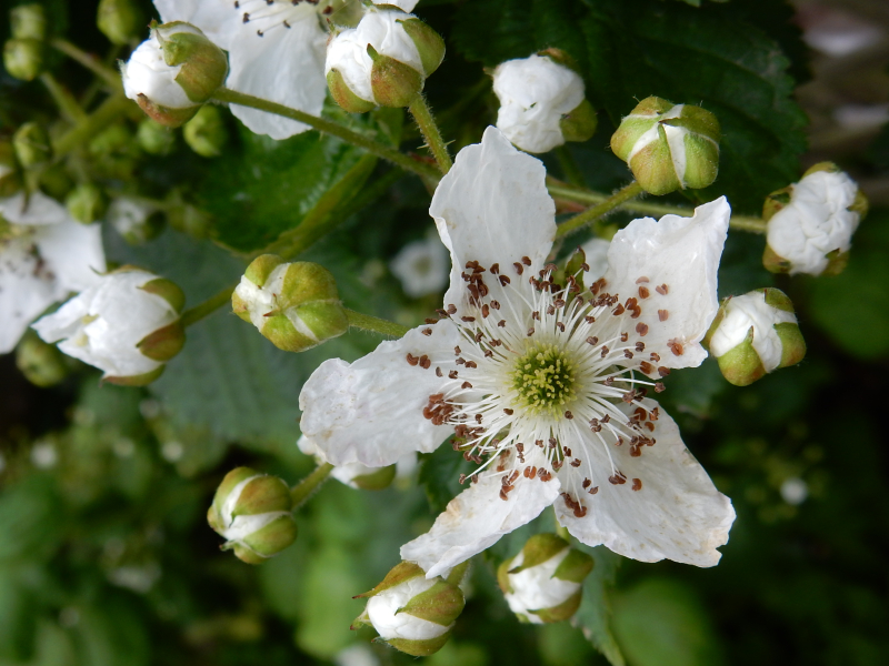 My Dream Part 2 blackberry flower DSCN6827 My Dream Part 2 blackberry flower DSCN6827