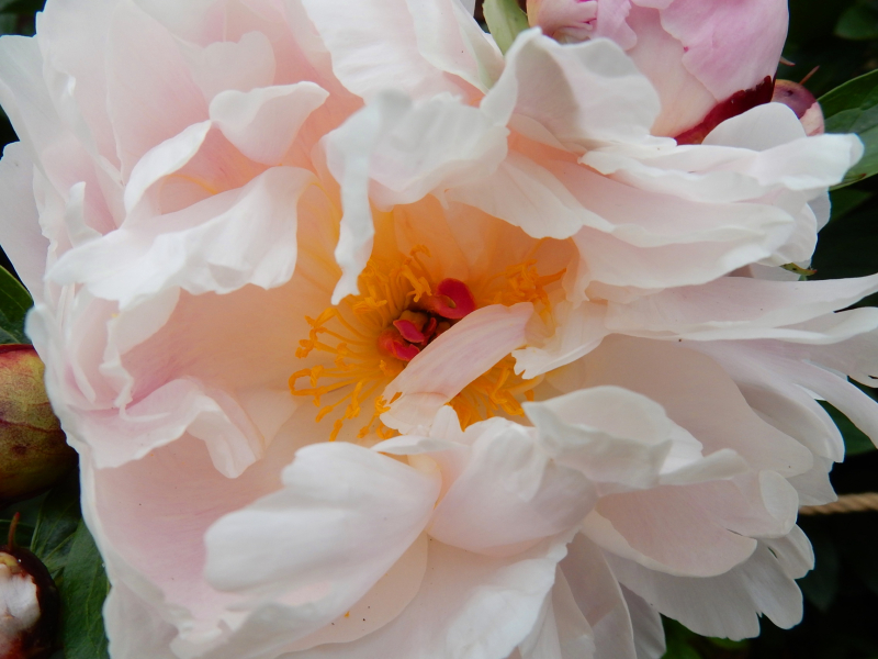 My Dream Part 2 peony 1 ham house DSCN7292 My Dream Part 2 peony 1 ham house DSCN7292