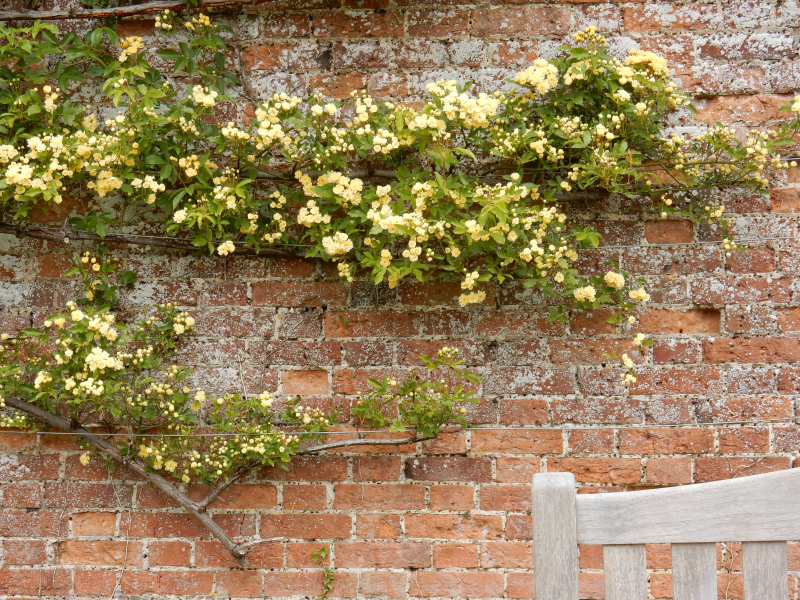 My Dream Part 2 part of bench and wall tree in dunster DSCN6025 My Dream Part 2 part of bench and wall tree in dunster DSCN6025