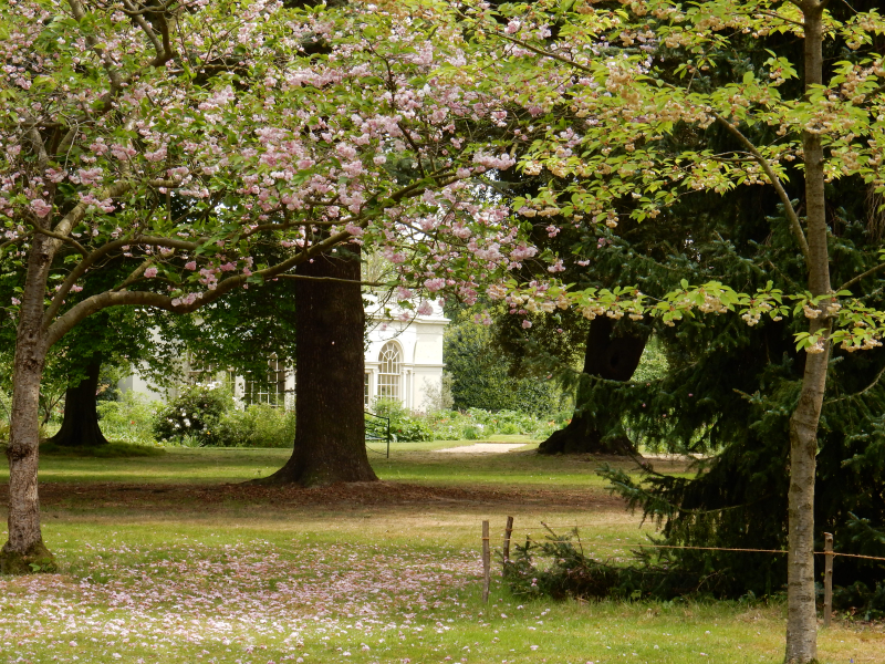 Dream Part 1 blossom and garden house DSCN6471 Dream Part 1 blossom and garden house DSCN6471