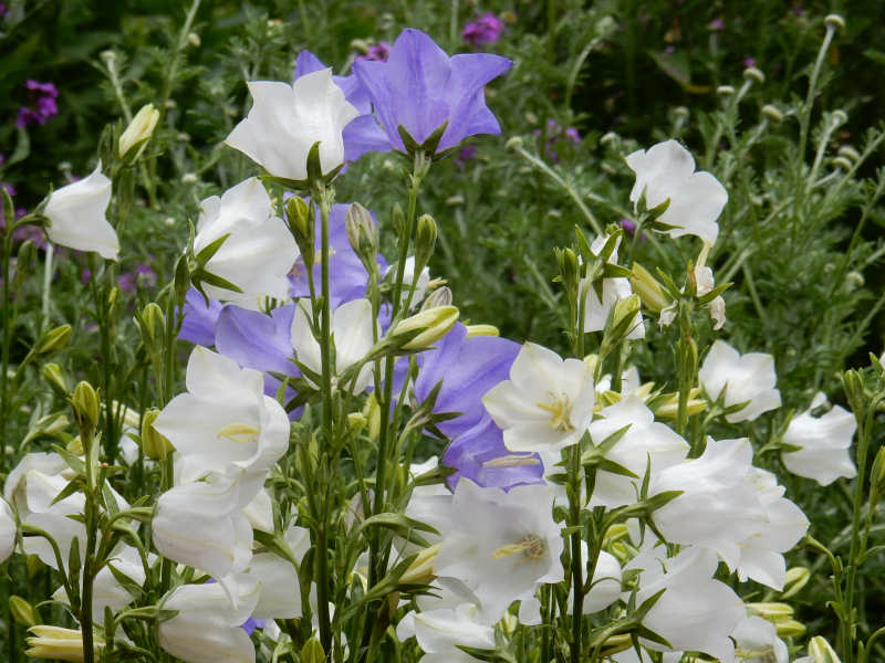 My Dream Part 2 harebells ham hosue DSCN7311 My Dream Part 2 harebells ham hosue DSCN7311