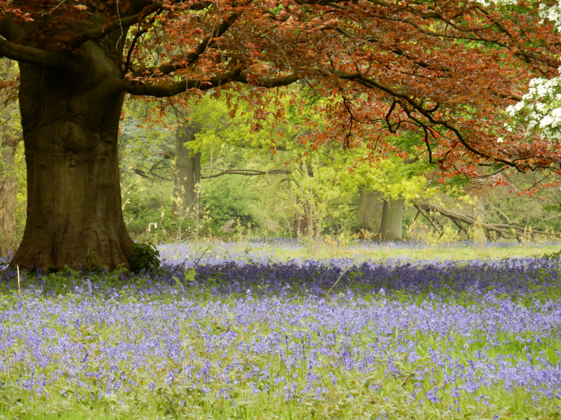 Dream Part 1 blluebells at osterley DSCN6599 Dream Part 1 blluebells at osterley DSCN6599