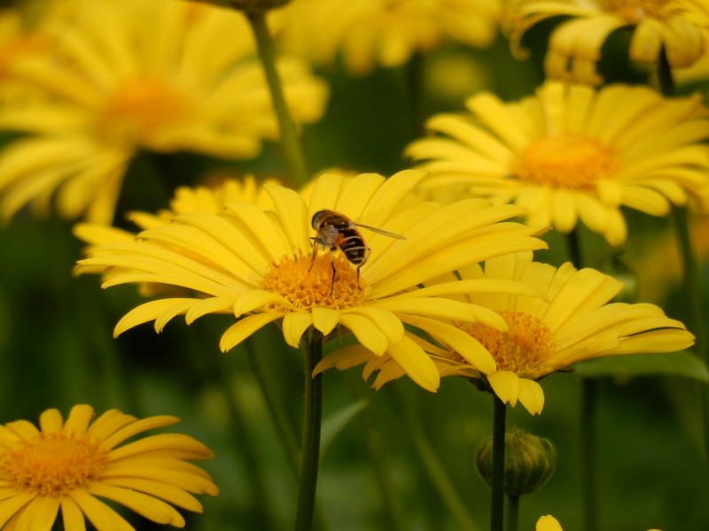 My Dream Part 1 bumble on yellow flower DSCN4358 My Dream Part 1 bumble on yellow flower DSCN4358