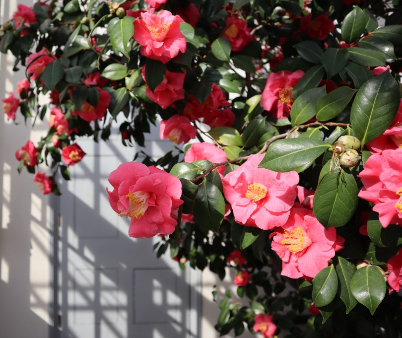 Camellias 5 Camellias 5