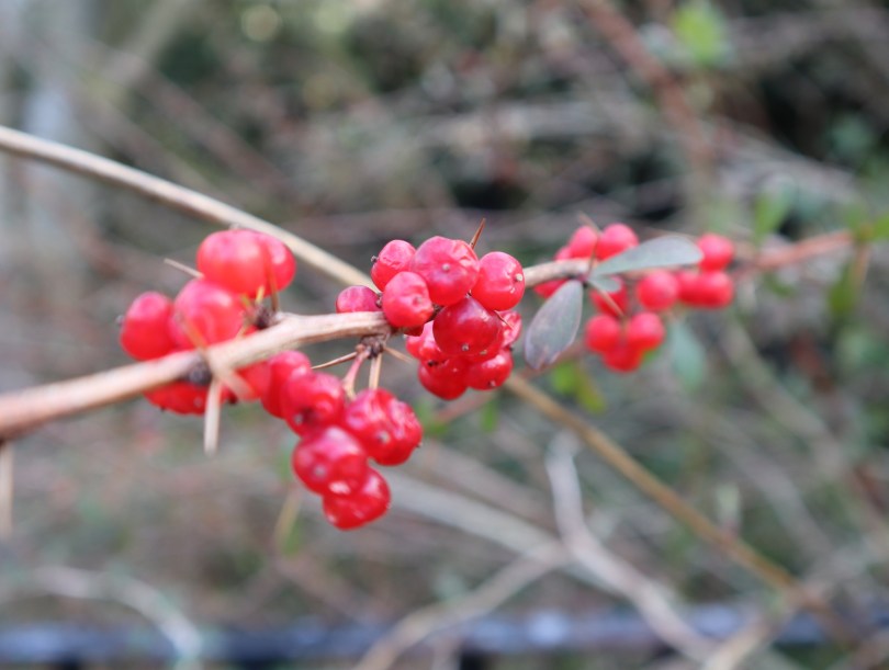 Winter red berries