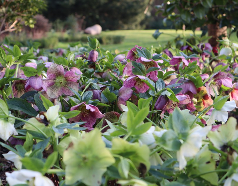 Hellebores 5 Hellebores 5
