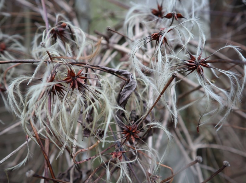 Winter feathery seeds