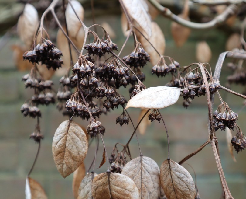 Winter seeds and leaves