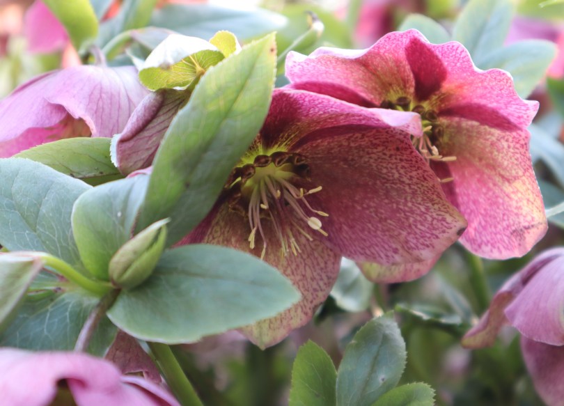 Hellebores 7 Hellebores 7