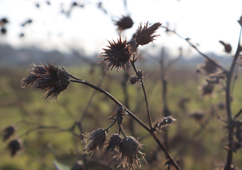 Winter joy seed heads