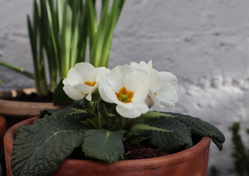 Garden primroses 1 Garden primroses 1