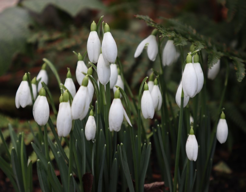 Winter Snowdrops 1