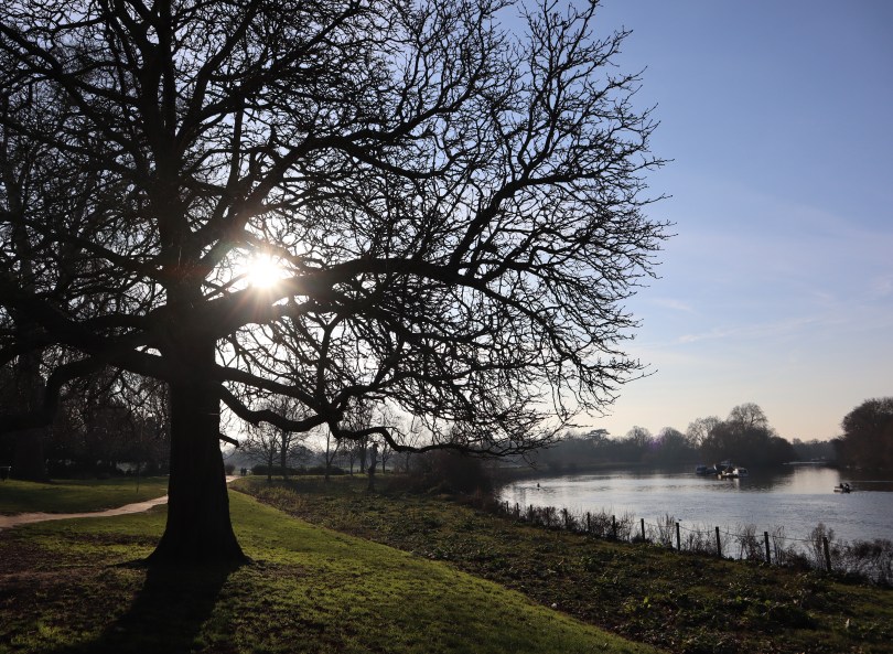 Winter joy tree sillhouette