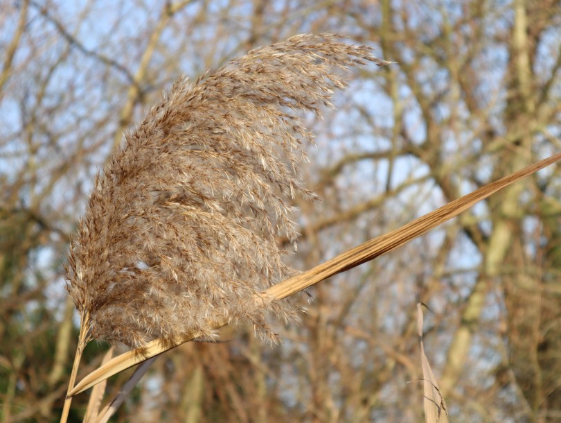 Winter joy reeds
