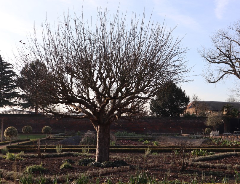 Winter joy tree sillhouette 2