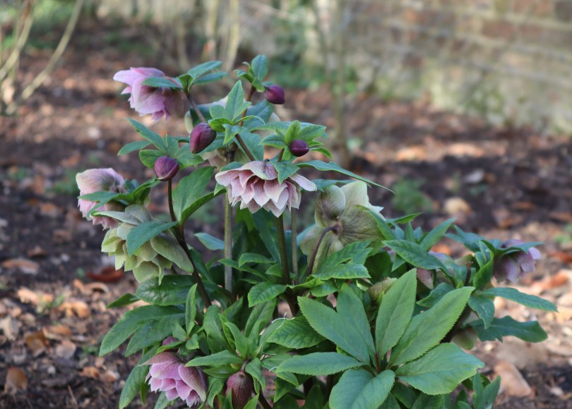 Hellebores 3 Hellebores 3