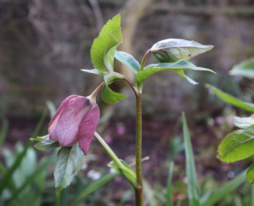 Winter hellebore 1