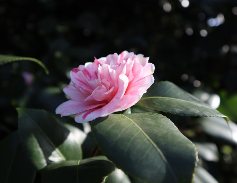 Camellias 3 Camellias 3