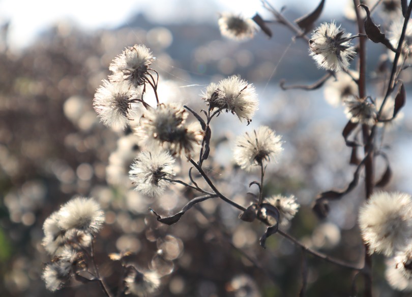 Winter joy fluffy seed heads