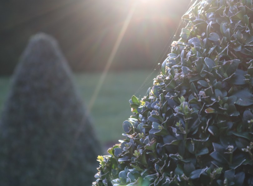 Winter joy sun hedges in sunshine