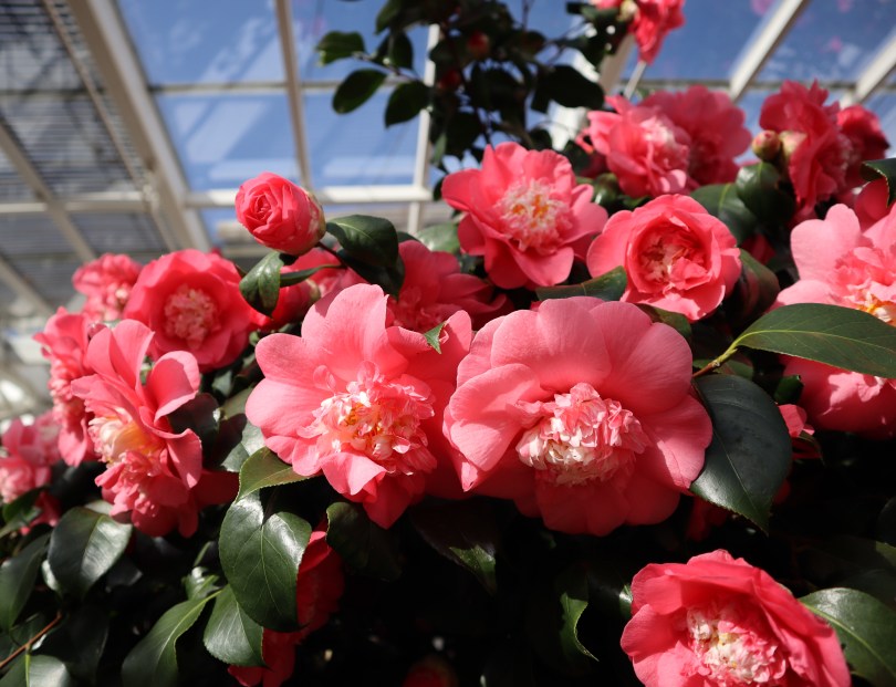 Camellias 8 Camellias 8