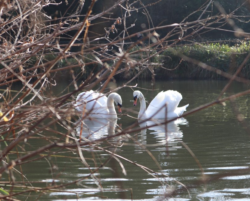 Sunshine 5 Sunshine 5