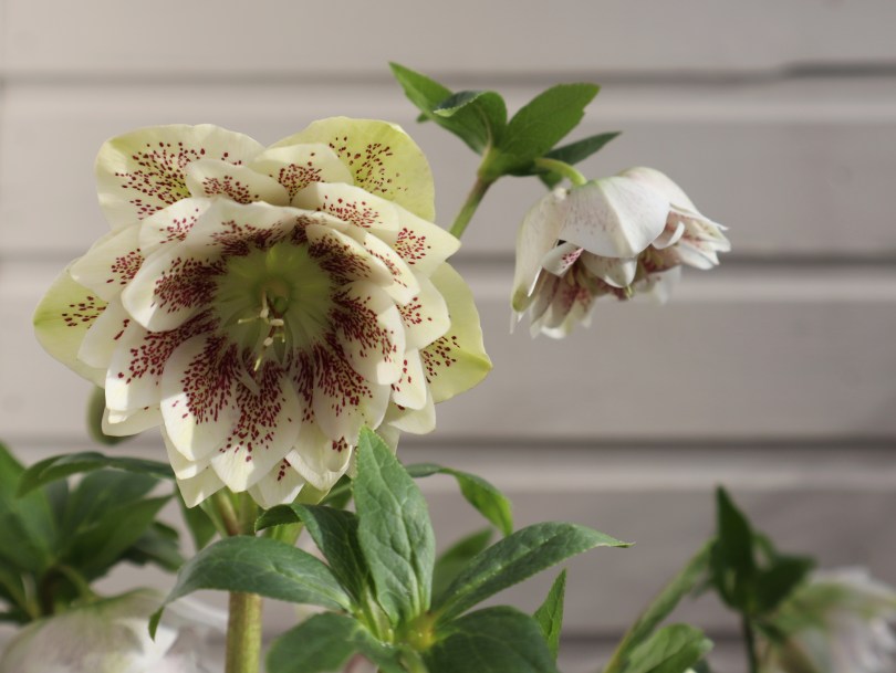 Garden hellebores 2 Garden hellebores 2