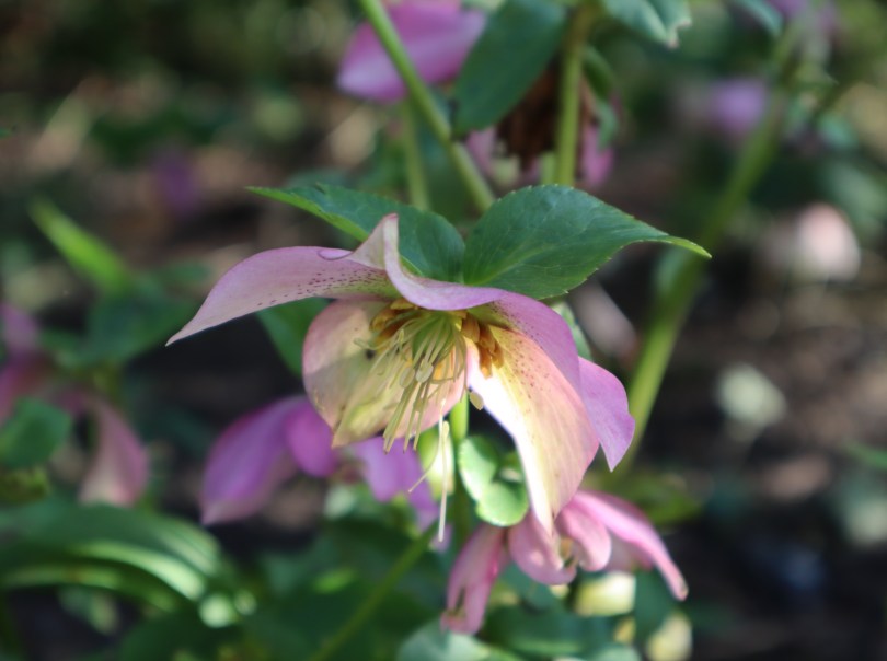 Hellebores 4 Hellebores 4