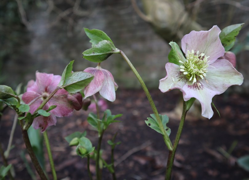 Winter hellebore 2