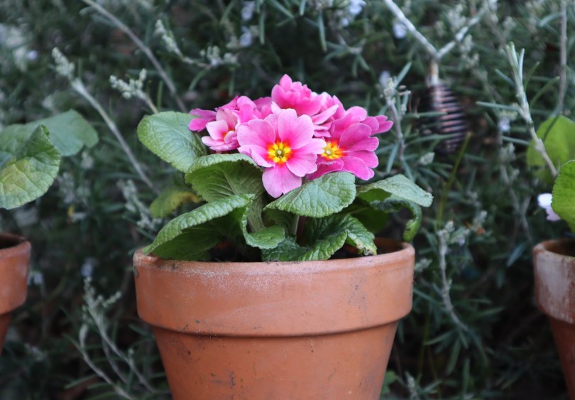 Garden primroses 2 Garden primroses 2