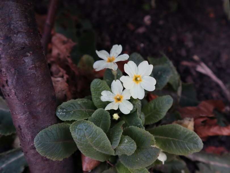 Winter joy primroses