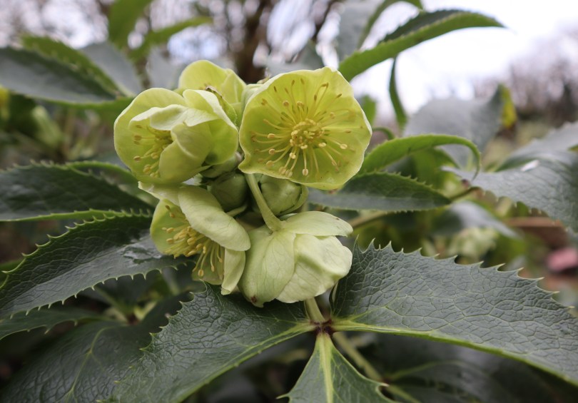 Winter hellebore 3
