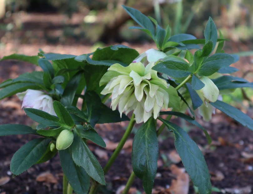 Hellebores 1 Hellebores 1