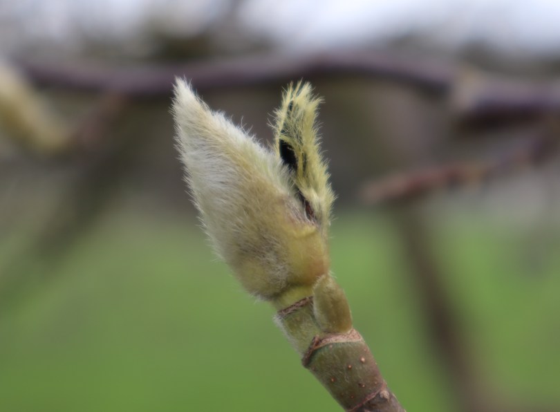 Winter joy magnolia bud