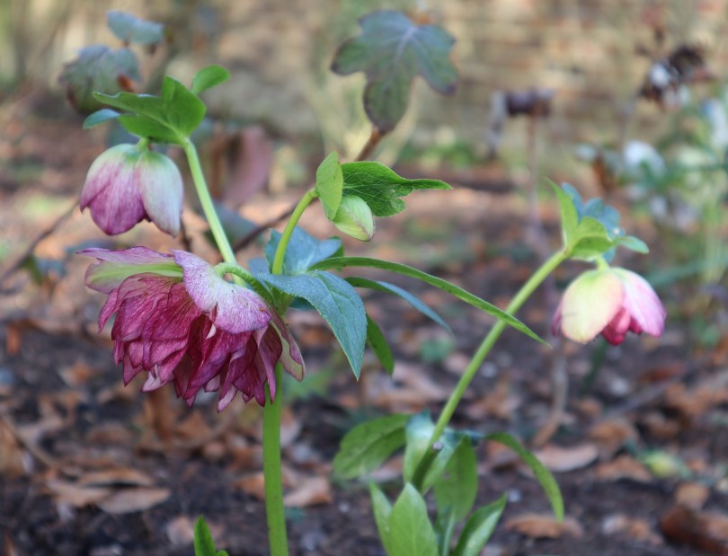 Hellebores 2 Hellebores 2