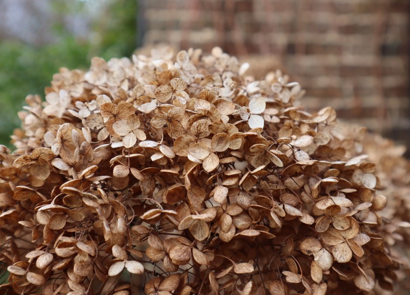 Winter joy hydrangea