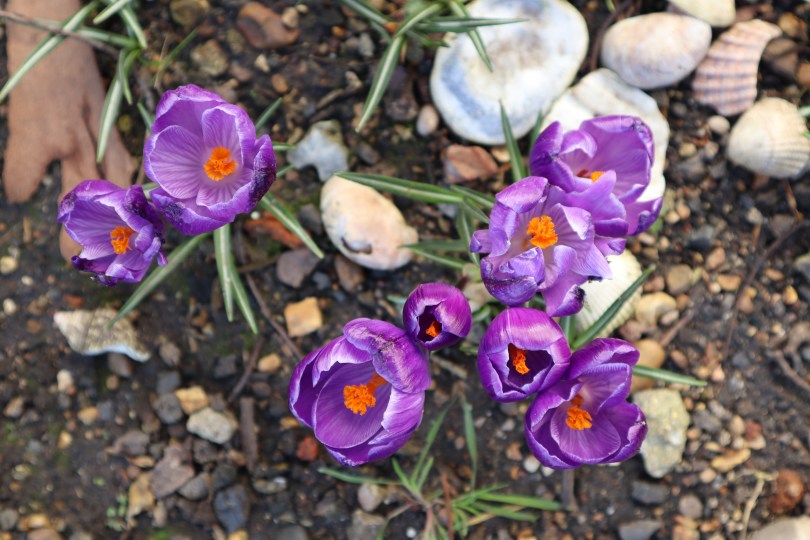 Garden crocuses 1 Garden crocuses 1