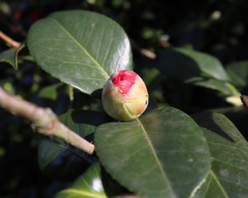Camellias 4 Camellias 4