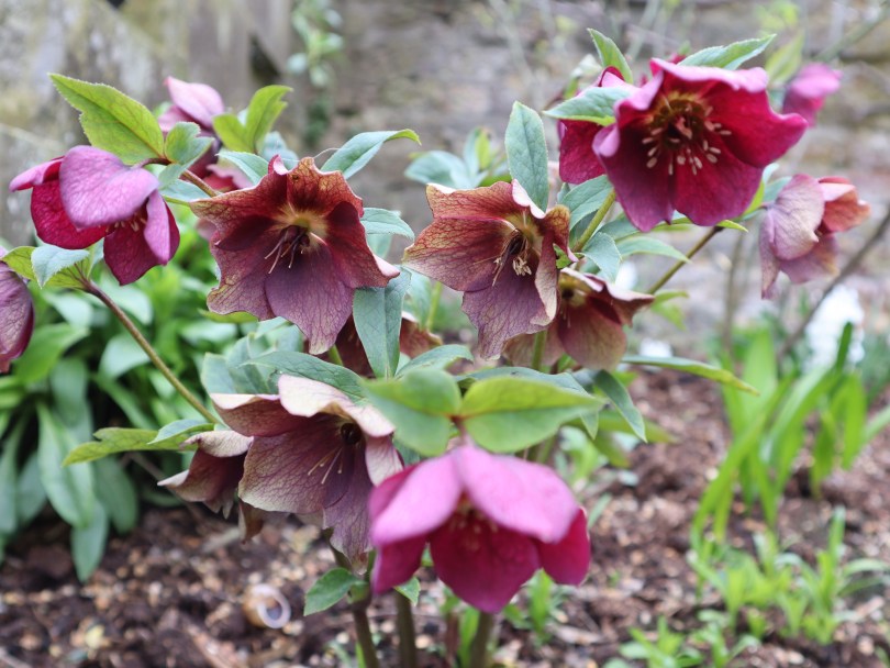 Fenton House 4 hellebores