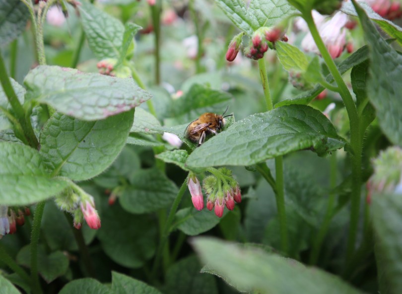 Fenton House 7 bumble