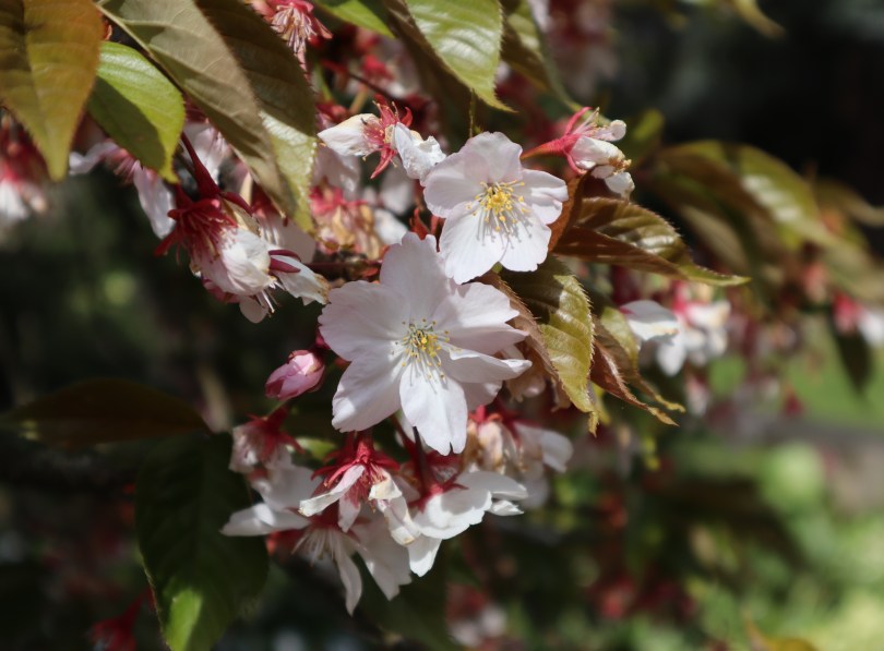 Osterley 12 cherry blossom