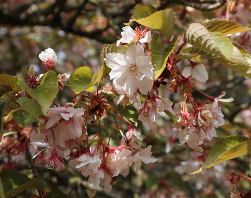 Osterley 13 cherry blossom