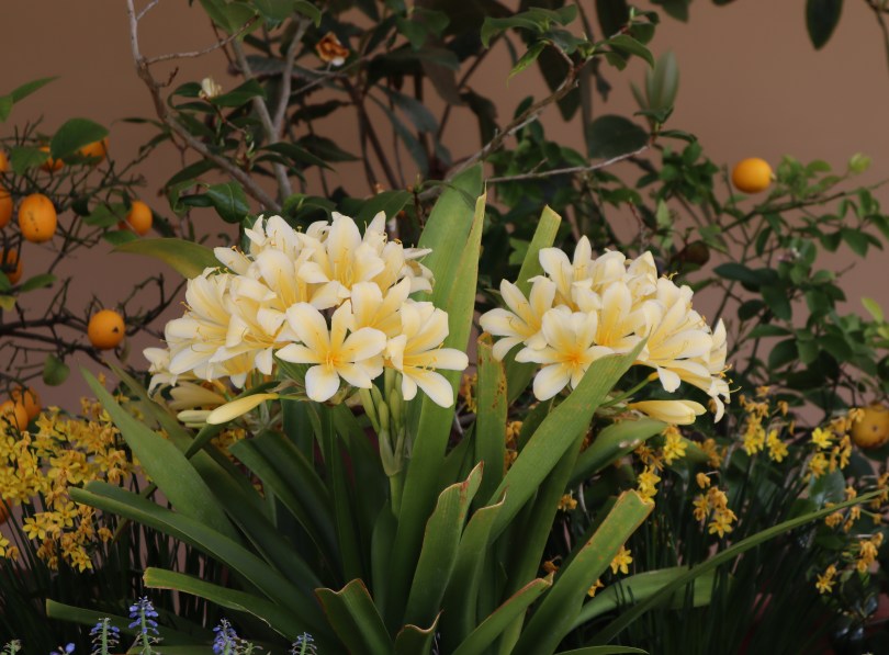 Osterley 7 garden room