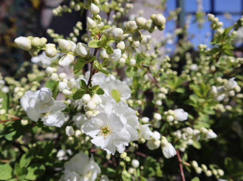 Pergola 11 white flower