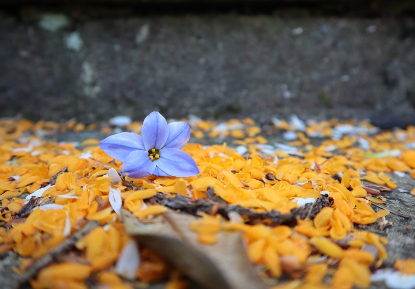 Pergola 5 purple flower in orange