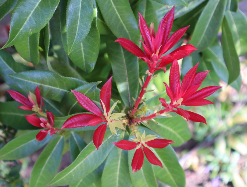 Pergola 6 tropical blossom